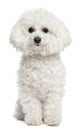 Bichon frise, 5 years old, sitting Royalty Free Stock Photo