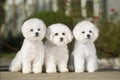 Bichon Frise Royalty Free Stock Photo