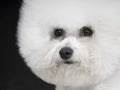 Bichon Frise Royalty Free Stock Photo