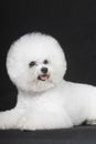 Bichon Frise Royalty Free Stock Photo