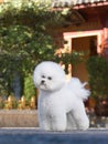Bichon Frise Royalty Free Stock Photo
