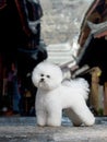 Bichon Frise Royalty Free Stock Photo