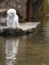 Bichon Frise Royalty Free Stock Photo