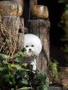 Bichon Frise Royalty Free Stock Photo