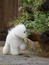 Bichon Frise Royalty Free Stock Photo