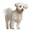 Bichon Frise, 7 years old, standing Royalty Free Stock Photo