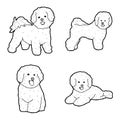 Bichon Frise Animal Vector Illustration Hand Drawn Cartoon Art