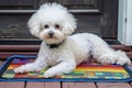 bichon frise with colorful porch floor mat