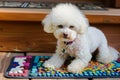 bichon frise with colorful porch floor mat