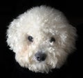 Bichon frise dog Royalty Free Stock Photo