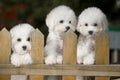 Bichon Frise dog Royalty Free Stock Photo