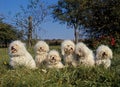 Bichon Frise Dog, Adults standing on Grass