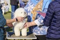 A Bichon-Frise dog at the Breed conformation Championship during an inspection by specialists