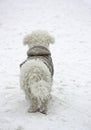 Bichon Frise dog in coat Royalty Free Stock Photo