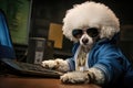 Bichon Frise Dog Dressed As A Rapper At Work