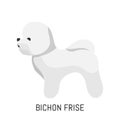 Bichon frise. Dog, flat icon. Isolated on white background.