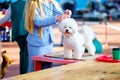 A Bichon frise dog on a grooming table at a show near a handler