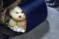 Bichon Frise dog looks out of the carrying bag. Doggy looking at camera. Royalty Free Stock Photo