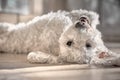 Bichon frise dog lying up looking at camera. Royalty Free Stock Photo