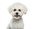 Bichon Frise dog in portrait against white background Royalty Free Stock Photo