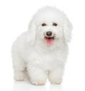 Bichon Frise dog portrait Royalty Free Stock Photo