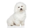 Bichon Frise dog Royalty Free Stock Photo