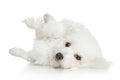 Bichon Frise dog resting Royalty Free Stock Photo