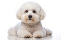 Bichon Frise dog resting on a white surface with soft white fur and gentle expression, studio portrait Royalty Free Stock Photo