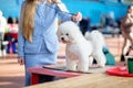 Bichon Frise at the Dog Show on the table