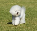 Bichon Frise dog Royalty Free Stock Photo