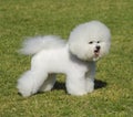 Bichon Frise dog Royalty Free Stock Photo