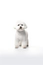 Bichon Frise Dog Standing Royalty Free Stock Photo