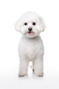 Bichon Frise Dog Standing Royalty Free Stock Photo