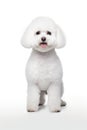 Bichon Frise Dog Standing Royalty Free Stock Photo