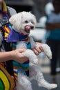 Bichon Frise dog wearing gay pride rainbow outfit licking lips