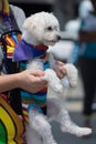 Bichon Frise dog wearing gay pride rainbow outfit