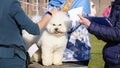 The Bichon Frise is examined by specialists during the show according to the breed standard