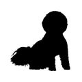Bichon Frise On Front View, Dog Silhouette, France, Europe