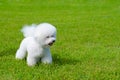 Bichon frise Royalty Free Stock Photo