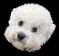 Bichon Frise Head Cutout Royalty Free Stock Photo