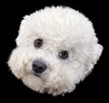 Bichon Frise Head Cutout