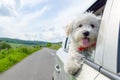 Bichon Frise Looking out of car