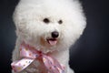 Bichon Frise looks adorable Royalty Free Stock Photo