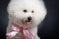 Bichon Frise looks adorable