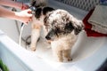 Bichon frise mixed breed dog being washed by the groomer in pet salon Royalty Free Stock Photo