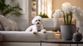 Bichon Frise in a modern apartment: The perfect home companion