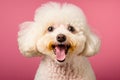 Bichon Frise poking fun at us, tongue out, on a pink background Royalty Free Stock Photo