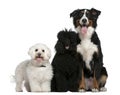 Bichon frise, Poodle and Bernese mountain dog Royalty Free Stock Photo