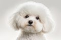 Bichon Frise Portrait: Capturing the Adorable Fluffiness