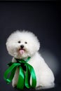 Bichon frise posing Royalty Free Stock Photo